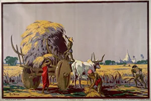 Adverts Gallery: Paddy Field