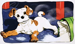 Paddy Paws