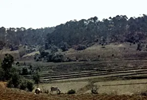 Kalaw Prints: paddy terraces - Kalaw