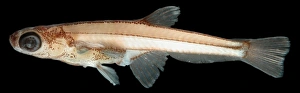 Paedocypris progenetica (male) Paedocypris progenetica (male)