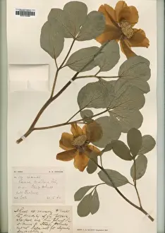 Herbarium Prints: Paeonia corallina