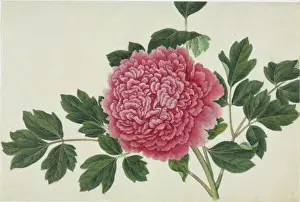 Reeves Prints: Paeonia cv