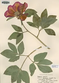 Specimen Prints: Paeonia humilis