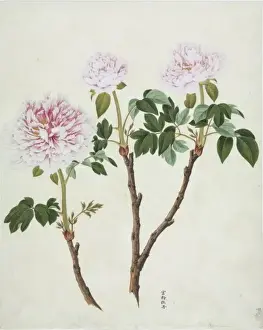 Paeonia moutan cv