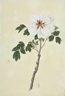 Saxifragales Prints: Paeonia moutan cv