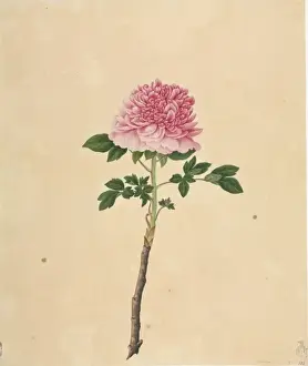 Paeonia moutan cv