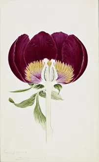 Paeonia officinalis, common peony