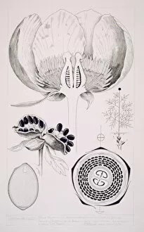 Paeonia officinalis, common peony