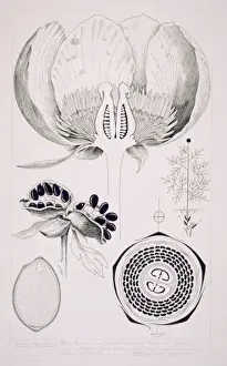 Arthur Harry Church Prints: Paeonia officinalis, common peony