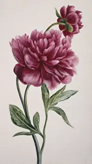 Potted Histories Prints: Paeonia officinalis, peony
