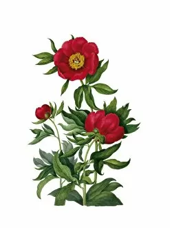 Women Artists Collection: Paeonia sp. by Clara Pope