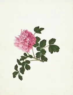 Reeves Prints: Paeonia sp. paeony