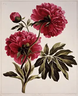 Paeonia sp. peony