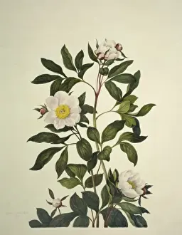 Paeonia sp. peony