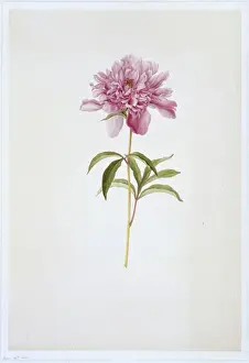 Paeonia sp. peony