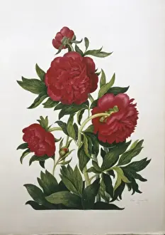 Paeonia sp. peony