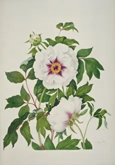 Paeonia sp. peony