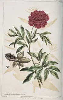 Paeonia sp. peony