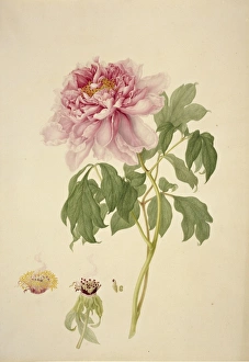 Francis Bauer Gallery: Paeonia suffruticosa, tree peony