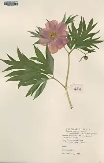 Paeonia veitchii, veitchii peony