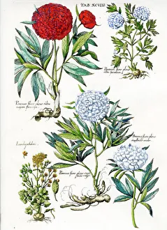 Paeonies (Double)