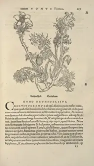 16th Century Prints: Page 217 from Herbarium (1532) by Otto Brunfels