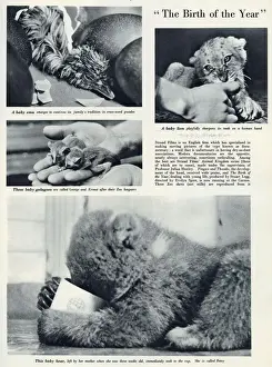 Jul21 Prints: Page from The Bystander reporting on the nature documentaries made by Strand Films under