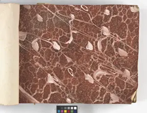 Page from New Artistic Wall Papers