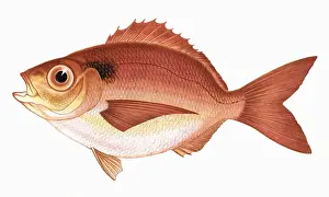 Pagellus Curtus, or Short Sea Bream