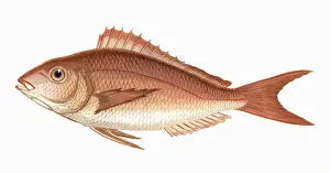 Pagellus erythrinus, or Common Pandora