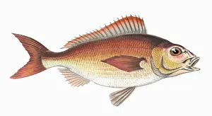 Bream Prints: Pagellus Owenii, or Spanish Bream