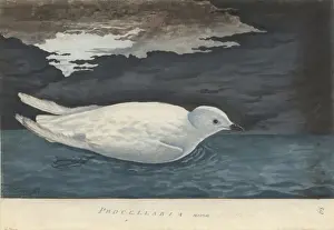 Pagodroma nivea, snow petrel