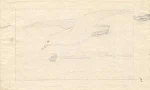 Seabird Gallery: Pagodroma nivea, snow petrel