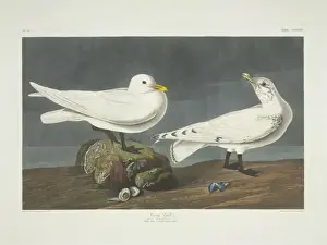 Pagophila eburnea, ivory gull