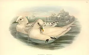 Pagophila eburnea, ivory gull