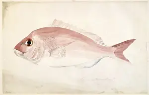 Perciform Prints: Pagrosomus auratus, snapper