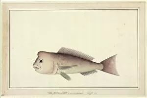 Bump Collection: Pagrus auratus, red snapper