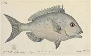 Perciform Prints: Pagrus guttulatus