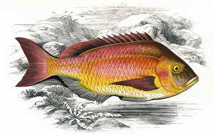 Becker Collection: Pagrus pagrus, or Becker