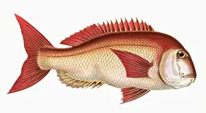 Pagrus pagrus, or Couchs Sea Bream