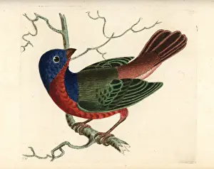 Emberiza Prints: Painted bunting, Passerina ciris