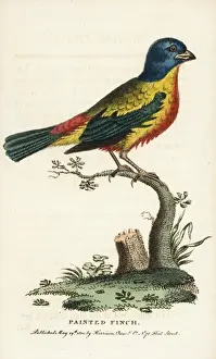 Naturalistspocketmagazine Prints: Painted bunting, Passerina ciris, male