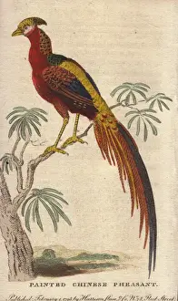 Pheasant Prints: Painted Chinese pheasant, Chrysolophus pictus
