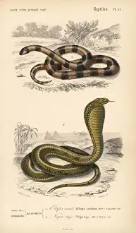 Dorbigny Prints: Painted coral snake and Egyptian cobra