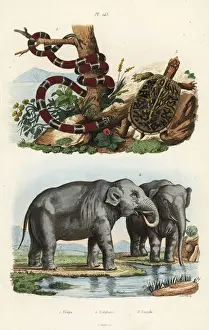 Maximus Prints: Painted coral snake, Indian elephant and box turtle