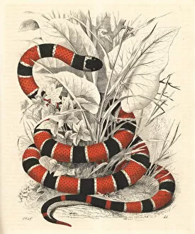 Painted coral snake, Micrurus corallinus