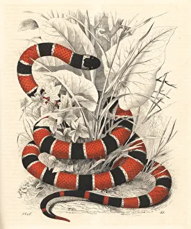 Brazil Gallery: Painted coral snake, Micrurus corallinus