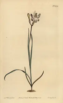 Sansom Prints: Painted flowered ixia, Ixia fucata