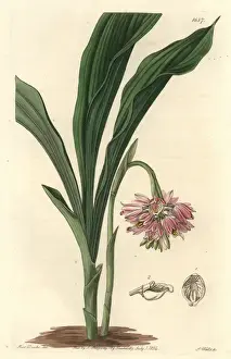 Painted geodorum, Geodorum densiflorum