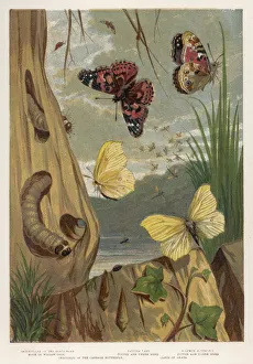 Butterflies Gallery: Painted Lady Butterfly